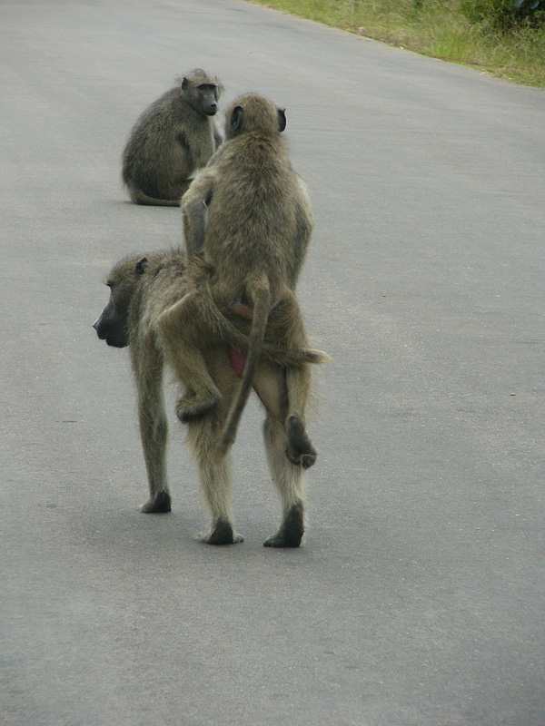 sydoplevelser.kruger
